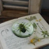 Botanische Insect Presse Papier Bij, Groot -Mode-Woondecoratiewinkel botanische insect presse papier bij groot