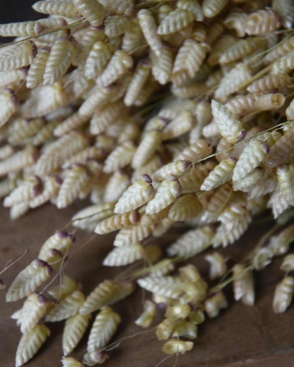 Gedroogde Briza Maxima groot trilgras Gedroogde Briza Maxima Groot Trilgras -Mode-Woondecoratiewinkel briza maxima gedroogd groot trilgras 1