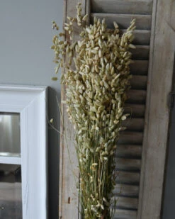 Gedroogde Briza Maxima Groot Trilgras 4 Gedroogde Briza Maxima Groot Trilgras -Mode-Woondecoratiewinkel briza maxima gedroogd groot trilgras 2