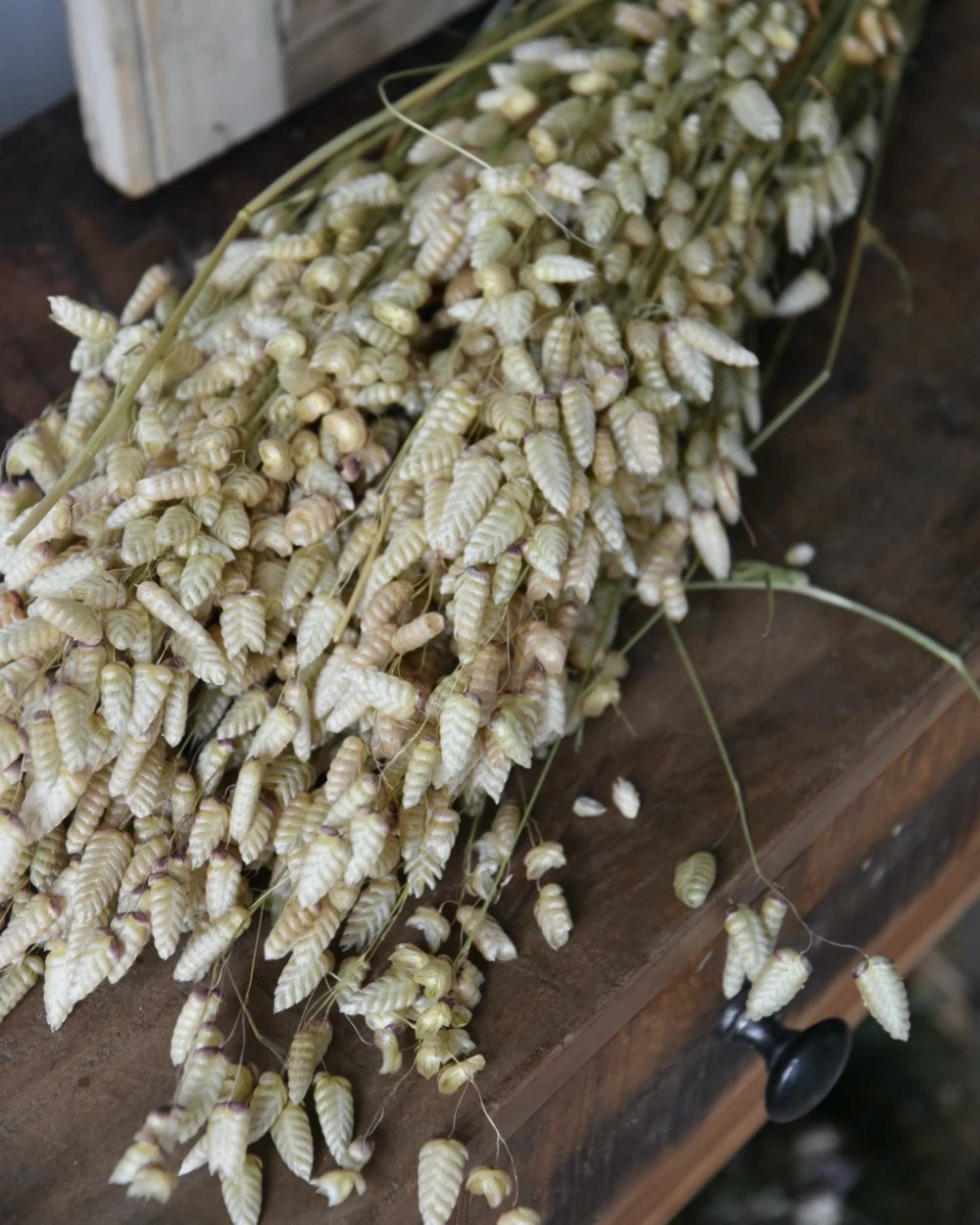 Gedroogde Briza Maxima groot trilgras Gedroogde Briza Maxima Groot Trilgras -Mode-Woondecoratiewinkel briza maxima gedroogd groot trilgras 3