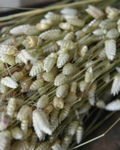 Gedroogde Briza Maxima Groot Trilgras 6 Gedroogde Briza Maxima Groot Trilgras -Mode-Woondecoratiewinkel briza maxima gedroogd groot trilgras 4