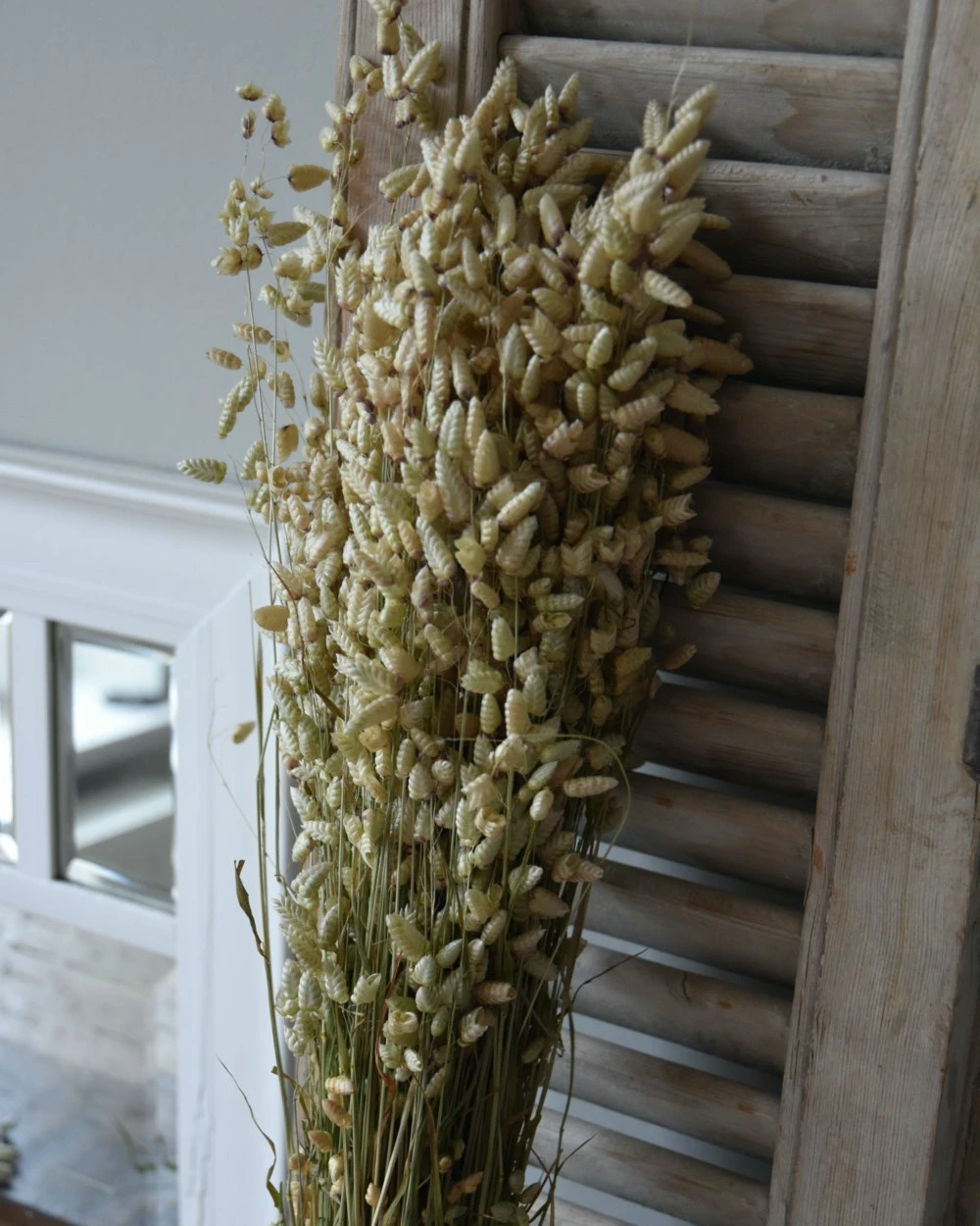 Gedroogde Briza Maxima groot trilgras Gedroogde Briza Maxima Groot Trilgras -Mode-Woondecoratiewinkel briza maxima gedroogd groot trilgras 5