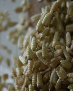 Gedroogde Briza Maxima Groot Trilgras 8 Gedroogde Briza Maxima Groot Trilgras -Mode-Woondecoratiewinkel briza maxima gedroogd groot trilgras 6