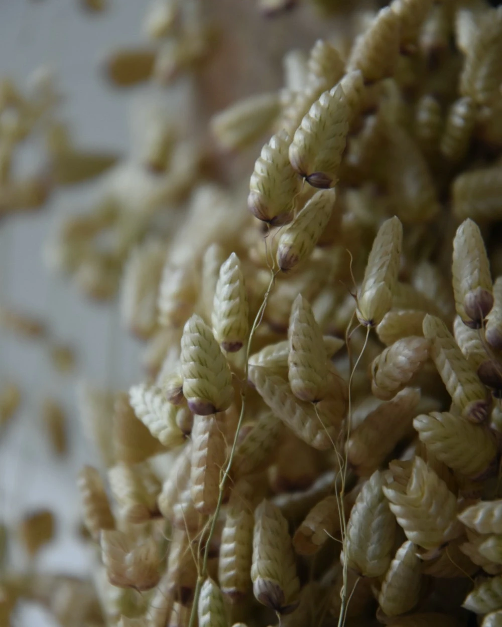 Gedroogde Briza Maxima groot trilgras Gedroogde Briza Maxima Groot Trilgras -Mode-Woondecoratiewinkel briza maxima gedroogd groot trilgras 6