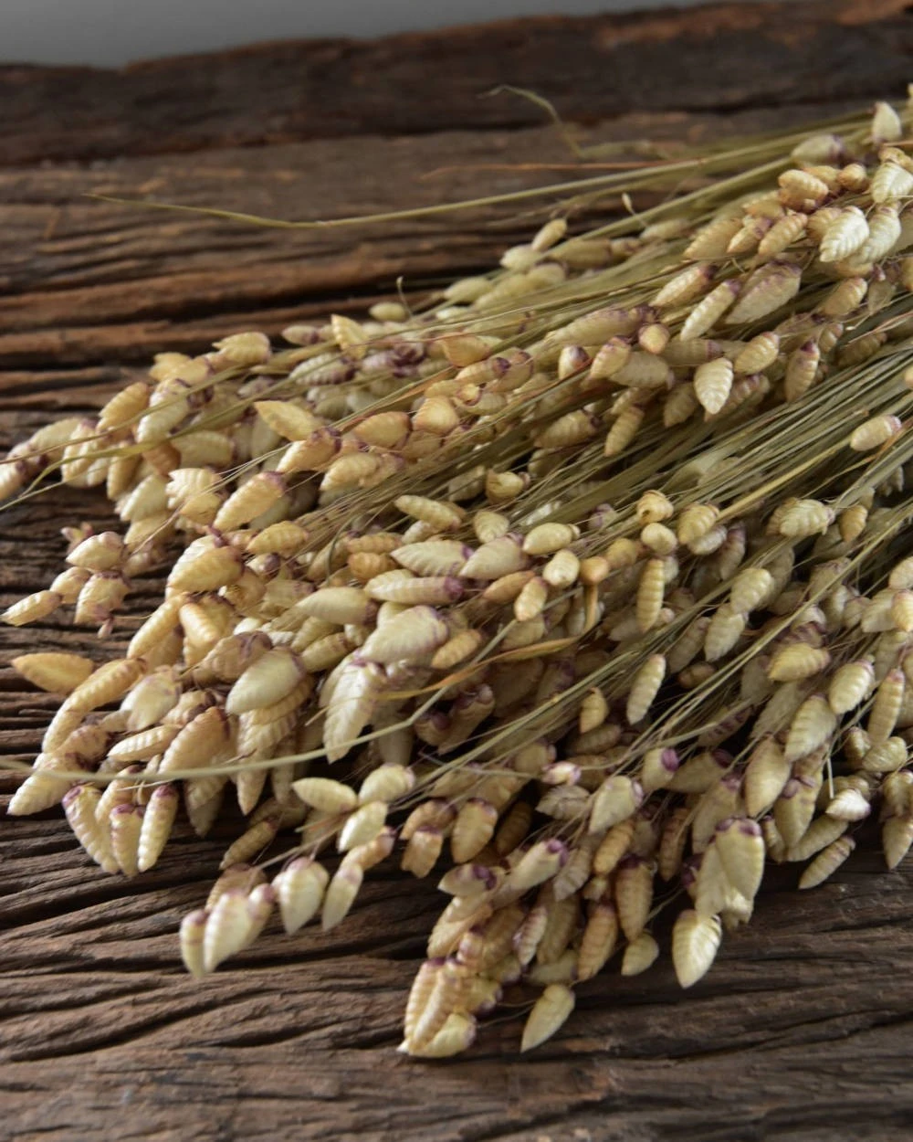 Gedroogde Briza Maxima groot trilgras Gedroogde Briza Maxima Groot Trilgras -Mode-Woondecoratiewinkel briza maxima gedroogd groot trilgras 7