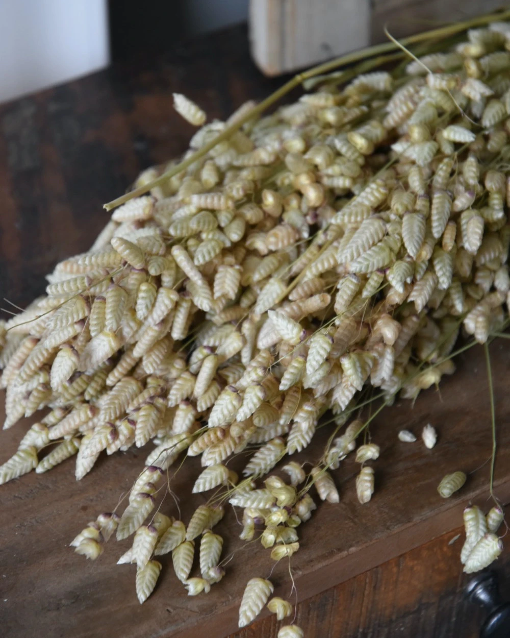 Gedroogde Briza Maxima groot trilgras Gedroogde Briza Maxima Groot Trilgras -Mode-Woondecoratiewinkel briza maxima gedroogd groot trilgras