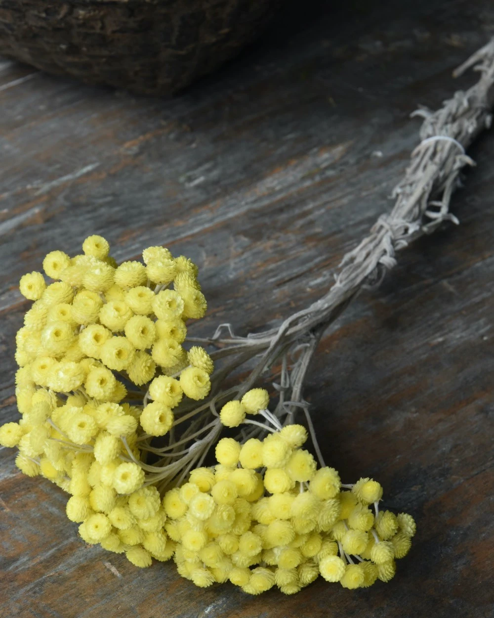 Fijne gele Helichrysum Immortelle Fijne Gele Helichrysum Immortelle -Mode-Woondecoratiewinkel fijne gele helichrysum immortelle