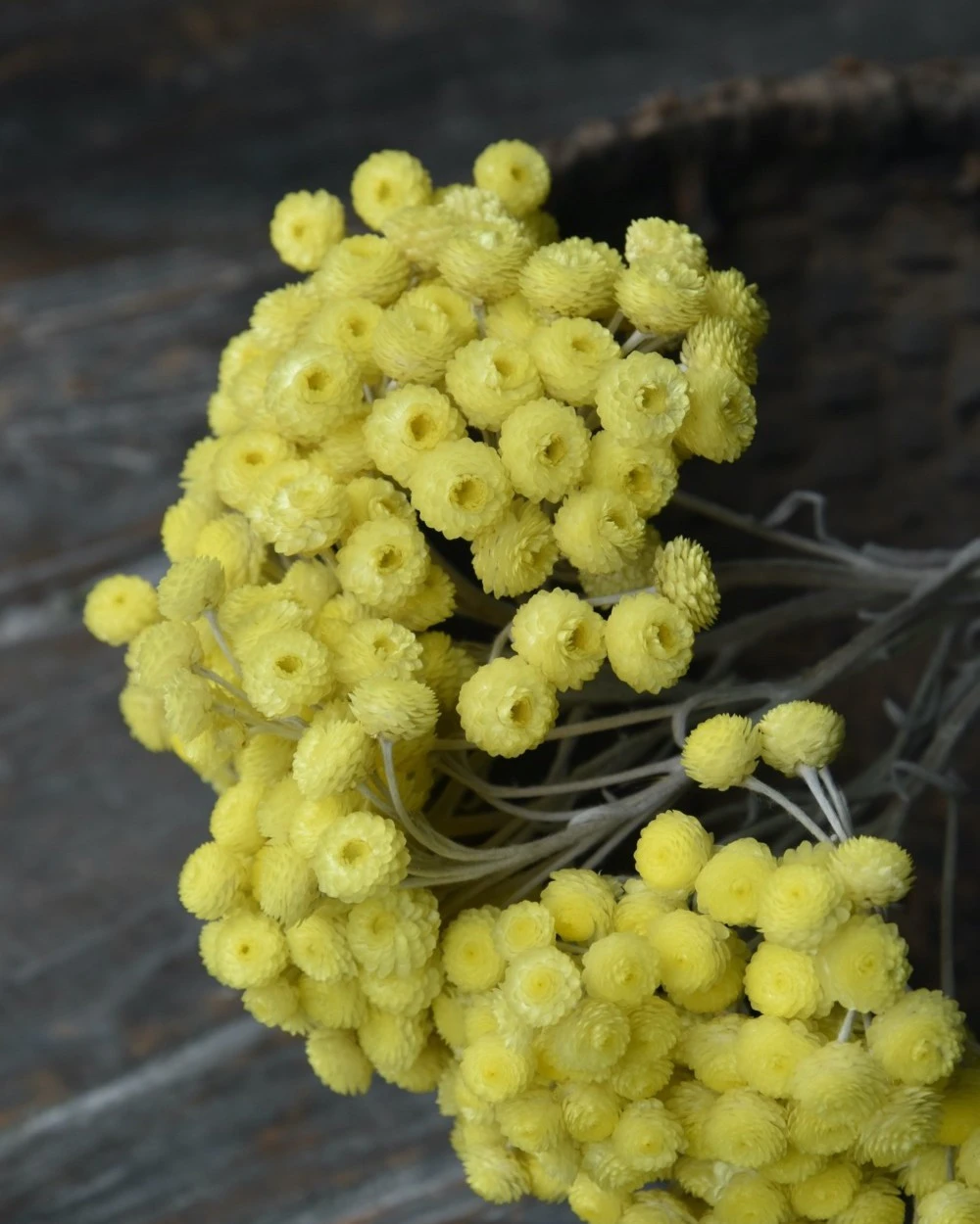 Fijne gele Helichrysum Immortelle Fijne Gele Helichrysum Immortelle -Mode-Woondecoratiewinkel fijne gele helichrysum immortelle 1 1
