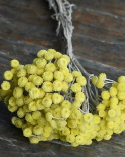 Fijne Gele Helichrysum Immortelle 4 Fijne Gele Helichrysum Immortelle -Mode-Woondecoratiewinkel fijne gele helichrysum immortelle 1 2