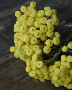 Fijne Gele Helichrysum Immortelle 5 Fijne Gele Helichrysum Immortelle -Mode-Woondecoratiewinkel fijne gele helichrysum immortelle 1 3