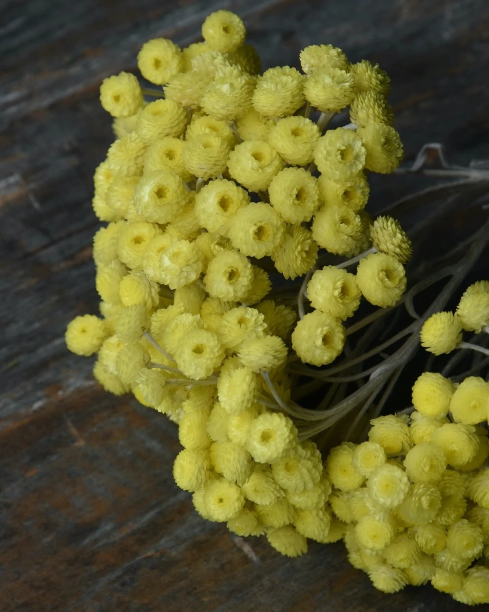 Fijne gele Helichrysum Immortelle Fijne Gele Helichrysum Immortelle -Mode-Woondecoratiewinkel fijne gele helichrysum immortelle 1 3