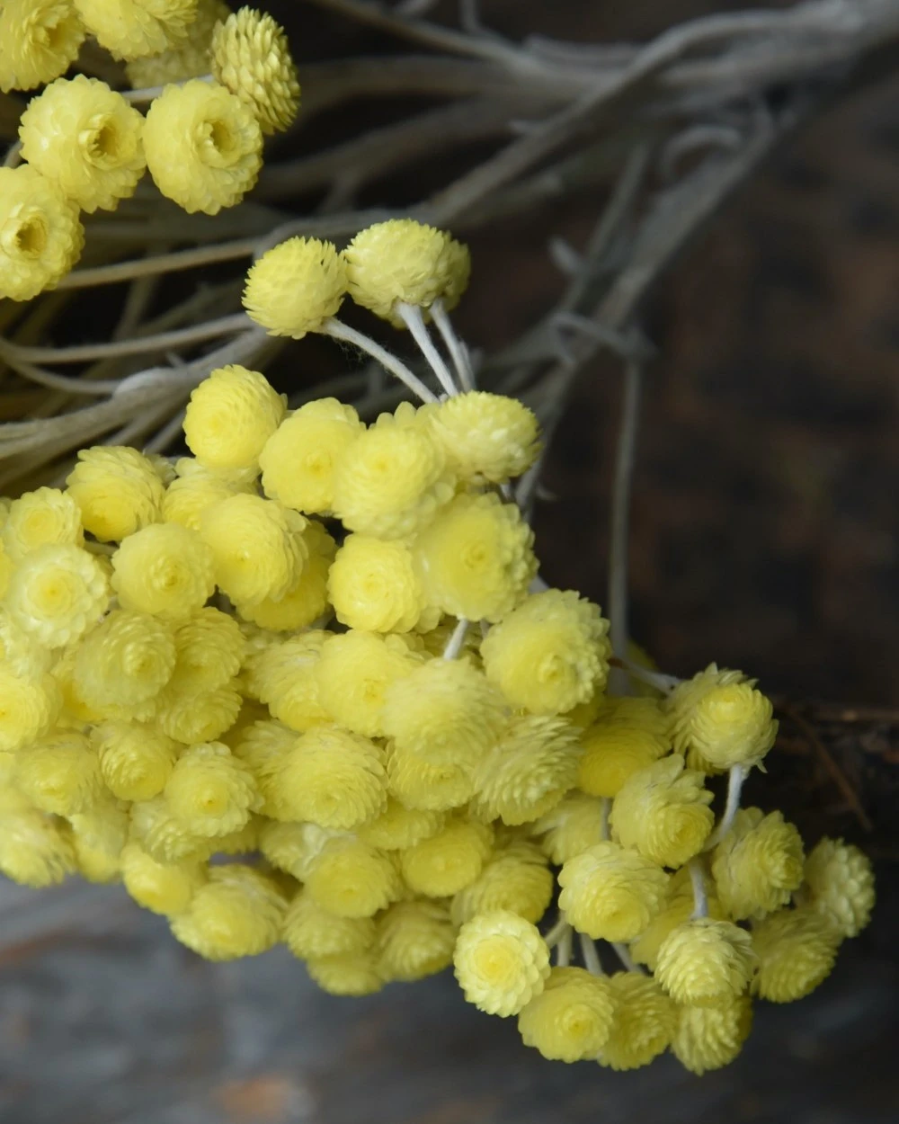 Fijne gele Helichrysum Immortelle Fijne Gele Helichrysum Immortelle -Mode-Woondecoratiewinkel fijne gele helichrysum immortelle 1 4