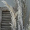Gedroogd Pampas Gras, Bos Van 8 Stelen 1 Gedroogd Pampas Gras, Bos Van 8 Stelen -Mode-Woondecoratiewinkel gedroogd pampas gras bos 8 stuks