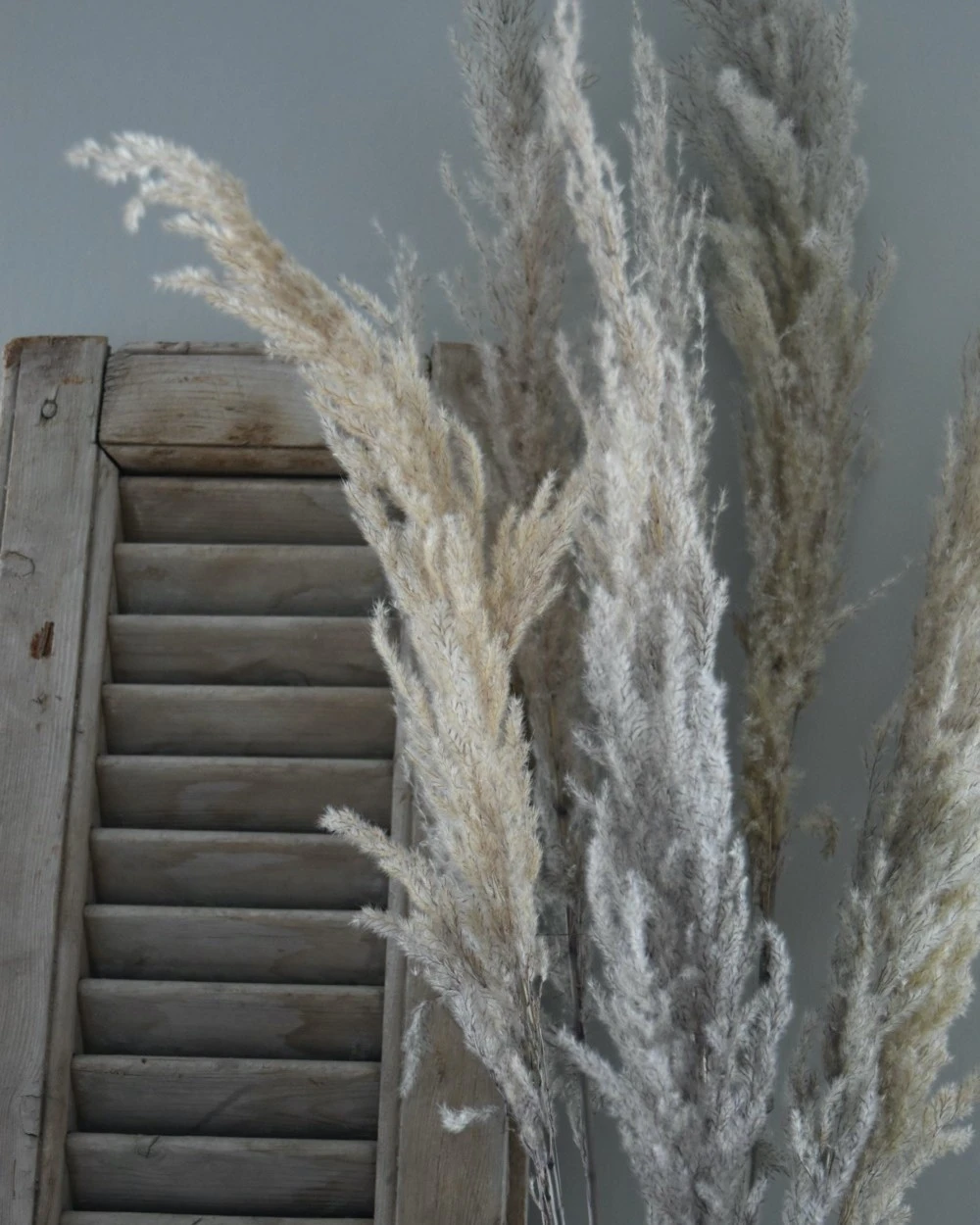 Gedroogd pampas gras, bos van 8 stelen Gedroogd Pampas Gras, Bos Van 8 Stelen -Mode-Woondecoratiewinkel gedroogd pampas gras bos 8 stuks 2