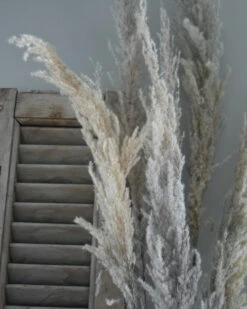 Gedroogd Pampas Gras, Bos Van 8 Stelen