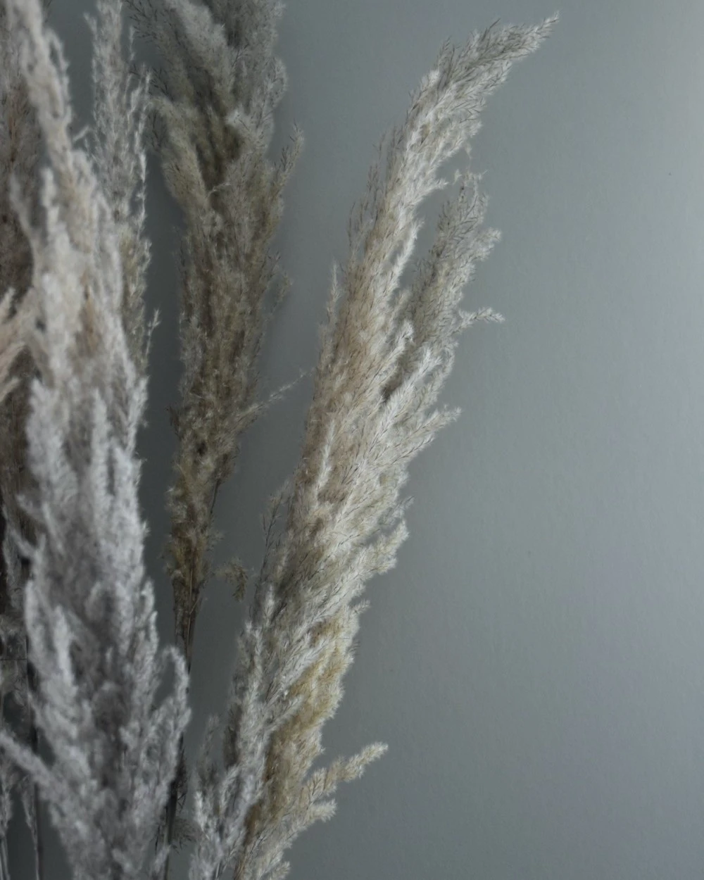 Gedroogd pampas gras, bos van 8 stelen Gedroogd Pampas Gras, Bos Van 8 Stelen -Mode-Woondecoratiewinkel gedroogd pampas gras bos 8 stuks 4