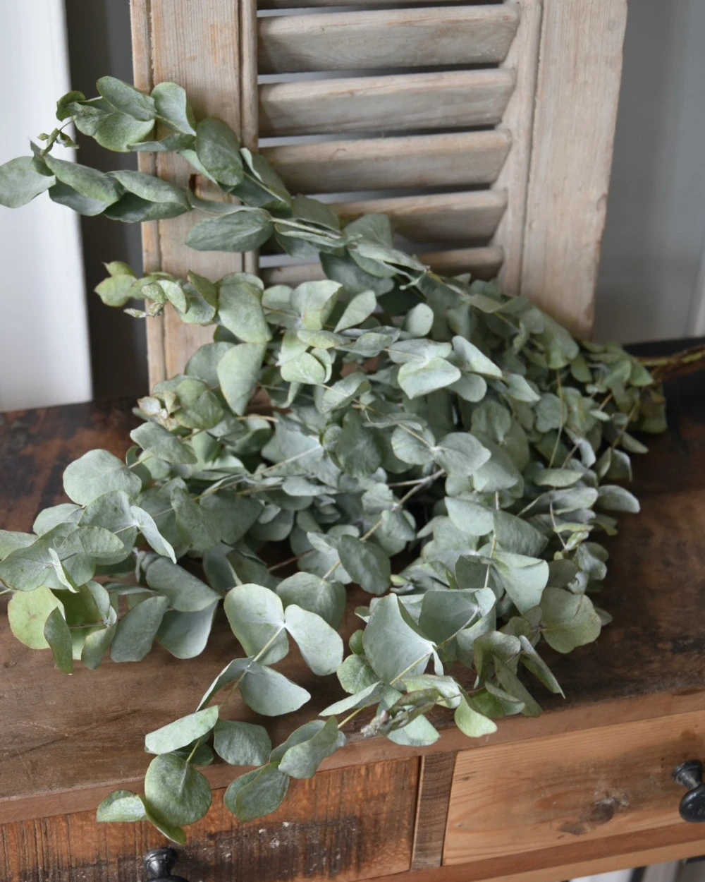 Gedroogde Eucalyptus Cinerea Gedroogde Eucalyptus Cinerea -Mode-Woondecoratiewinkel gedroogde eucalyptus cinerea 3