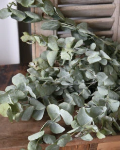 Gedroogde Eucalyptus Cinerea 7 Gedroogde Eucalyptus Cinerea -Mode-Woondecoratiewinkel gedroogde eucalyptus cinerea 5
