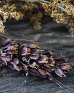 Gedroogde Gemengde Grassen En Zaaddozen 8 Gedroogde Gemengde Grassen En Zaaddozen -Mode-Woondecoratiewinkel gedroogde gemengde grassen en zaaddozen 6