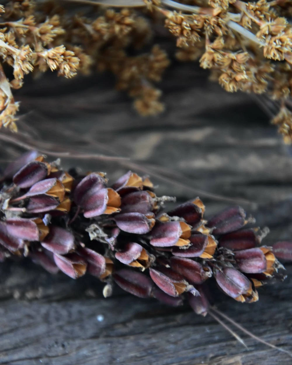 Gedroogde gemengde grassen en zaaddozen Gedroogde Gemengde Grassen En Zaaddozen -Mode-Woondecoratiewinkel gedroogde gemengde grassen en zaaddozen 6