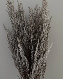 Gedroogde Gepreserveerde Stoebe Pluim -Mode-Woondecoratiewinkel gedroogde gepreserveerde stoebe pluim 4