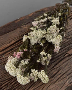 Gedroogde Rice Flower 3 Gedroogde Rice Flower -Mode-Woondecoratiewinkel gedroogde rice flower 1