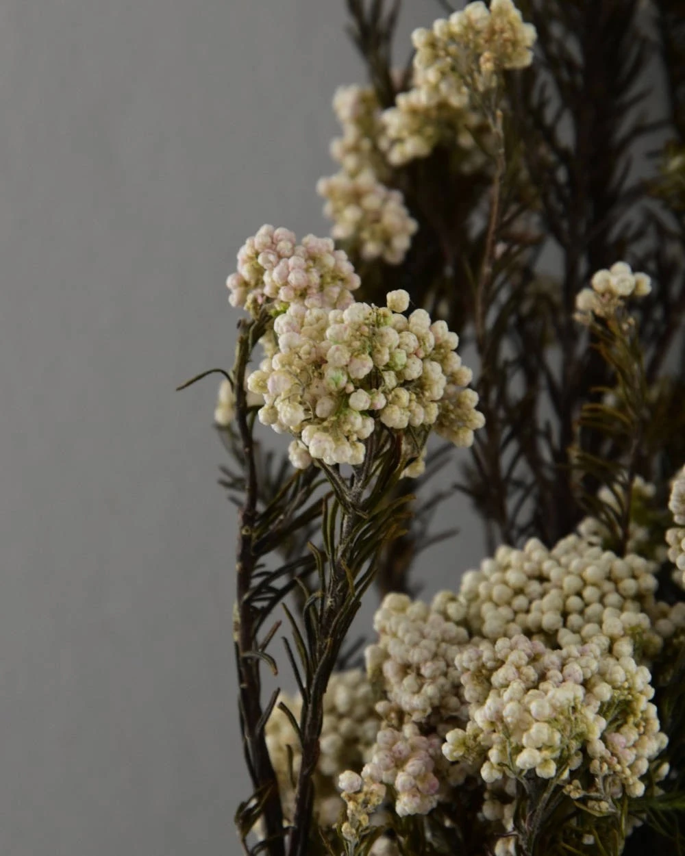 Gedroogde Rice Flower Gedroogde Rice Flower -Mode-Woondecoratiewinkel gedroogde rice flower 3