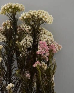 Gedroogde Rice Flower 6 Gedroogde Rice Flower -Mode-Woondecoratiewinkel gedroogde rice flower 4