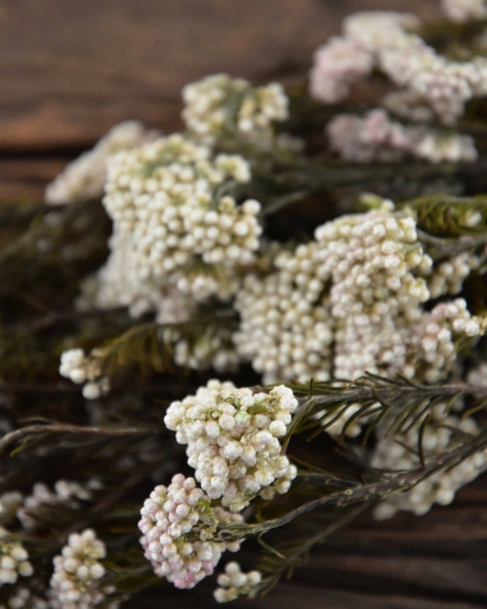 Gedroogde Rice Flower Gedroogde Rice Flower -Mode-Woondecoratiewinkel gedroogde rice flower 5