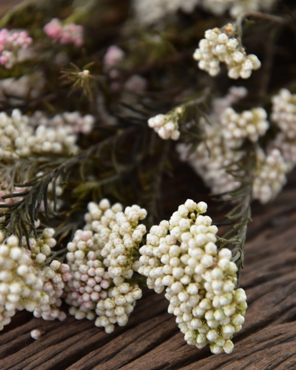 Gedroogde Rice Flower Gedroogde Rice Flower -Mode-Woondecoratiewinkel gedroogde rice flower
