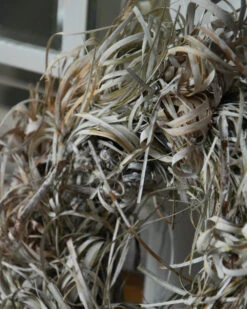 Gedroogde Tiririca Cyperus Gras Krans Stone Washed -Mode-Woondecoratiewinkel gedroogde tiririca cyperus gras krans stone washed 3