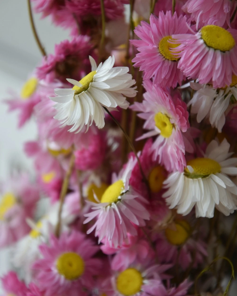 Gemengde Acroclinium droogbloemen in wit en roze Gemengde Acroclinium Droogbloemen In Wit En Roze -Mode-Woondecoratiewinkel gemengde acroclinium droogbloemen in wit en roze 1