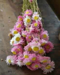 Gemengde Acroclinium Droogbloemen In Wit En Roze 4 Gemengde Acroclinium Droogbloemen In Wit En Roze -Mode-Woondecoratiewinkel gemengde acroclinium droogbloemen in wit en roze 2