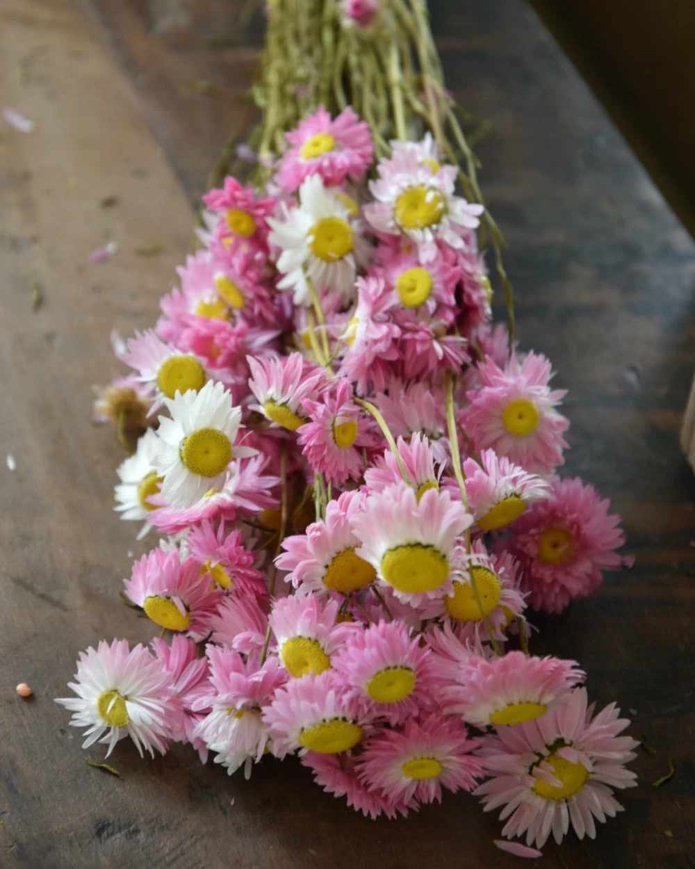 Gemengde Acroclinium droogbloemen in wit en roze Gemengde Acroclinium Droogbloemen In Wit En Roze -Mode-Woondecoratiewinkel gemengde acroclinium droogbloemen in wit en roze 2