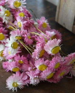 Gemengde Acroclinium Droogbloemen In Wit En Roze 6 Gemengde Acroclinium Droogbloemen In Wit En Roze -Mode-Woondecoratiewinkel gemengde acroclinium droogbloemen in wit en roze 4