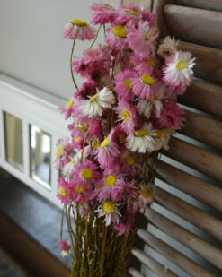 Gemengde Acroclinium Droogbloemen In Wit En Roze 7 Gemengde Acroclinium Droogbloemen In Wit En Roze -Mode-Woondecoratiewinkel gemengde acroclinium droogbloemen in wit en roze 5