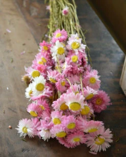 Gemengde Acroclinium Droogbloemen In Wit En Roze 8 Gemengde Acroclinium Droogbloemen In Wit En Roze -Mode-Woondecoratiewinkel gemengde acroclinium droogbloemen in wit en roze 6