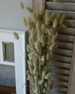 Lagurus Ovatus Graspluimen Droogbloemen -Mode-Woondecoratiewinkel lagurus ovatus graspluimen droogbloemen 1