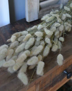 Lagurus Ovatus Graspluimen Droogbloemen -Mode-Woondecoratiewinkel lagurus ovatus graspluimen droogbloemen 2