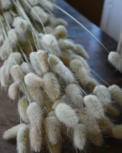 Lagurus Ovatus Graspluimen Droogbloemen -Mode-Woondecoratiewinkel lagurus ovatus graspluimen droogbloemen 3