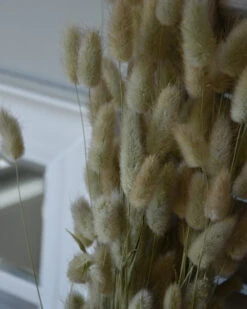 Lagurus Ovatus Graspluimen Droogbloemen -Mode-Woondecoratiewinkel lagurus ovatus graspluimen droogbloemen 4