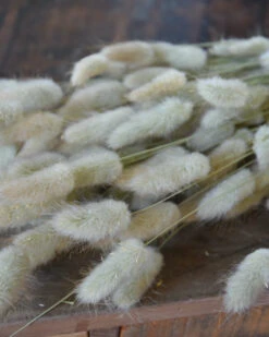 Lagurus Ovatus Graspluimen Droogbloemen -Mode-Woondecoratiewinkel lagurus ovatus graspluimen droogbloemen 5