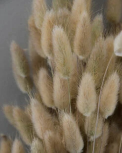 Lagurus Ovatus Graspluimen Droogbloemen -Mode-Woondecoratiewinkel lagurus ovatus graspluimen droogbloemen 6