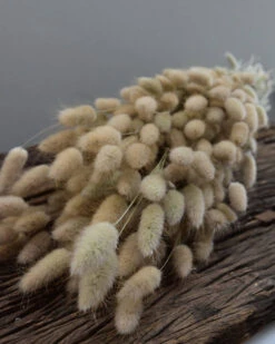 Lagurus Ovatus Graspluimen Droogbloemen -Mode-Woondecoratiewinkel lagurus ovatus graspluimen droogbloemen 7