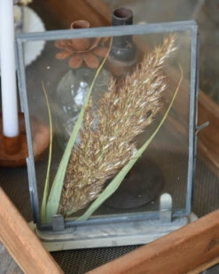 Lijstje Met Geperste Graspluim -Mode-Woondecoratiewinkel lijstje met geperste graspluim 3