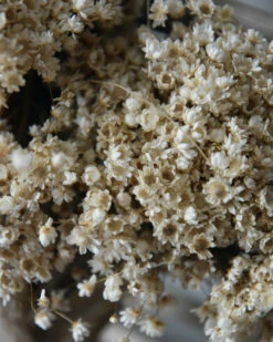 Mode-Woondecoratiewinkel -Mode-Woondecoratiewinkel marcela droogbloemetjes in naturel wit 1