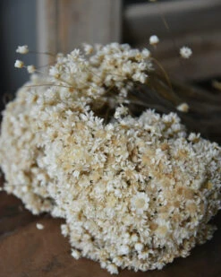 Marcela Droogbloemetjes In Naturel Wit 7 Marcela Droogbloemetjes In Naturel Wit -Mode-Woondecoratiewinkel marcela droogbloemetjes in naturel wit 5