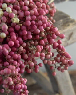 Gedroogde Peperbessen Roze Per Bos