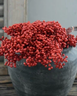 Rode Peperbessen, Gedroogd