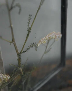 Geperste Schermbloemen In Een Lijst Met Kettinkje -Mode-Woondecoratiewinkel schermbloemen in een grote lijst met kettinkje 3